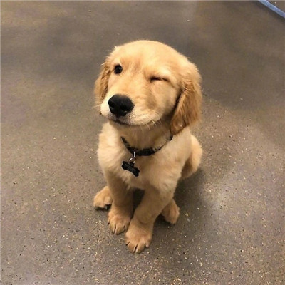 抖音一号双机业务 示意