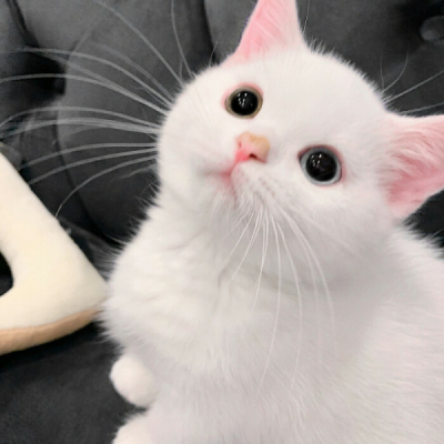 抖音赞刷软件 分析图