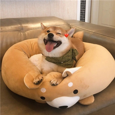 闲鱼代刷网 避坑示意