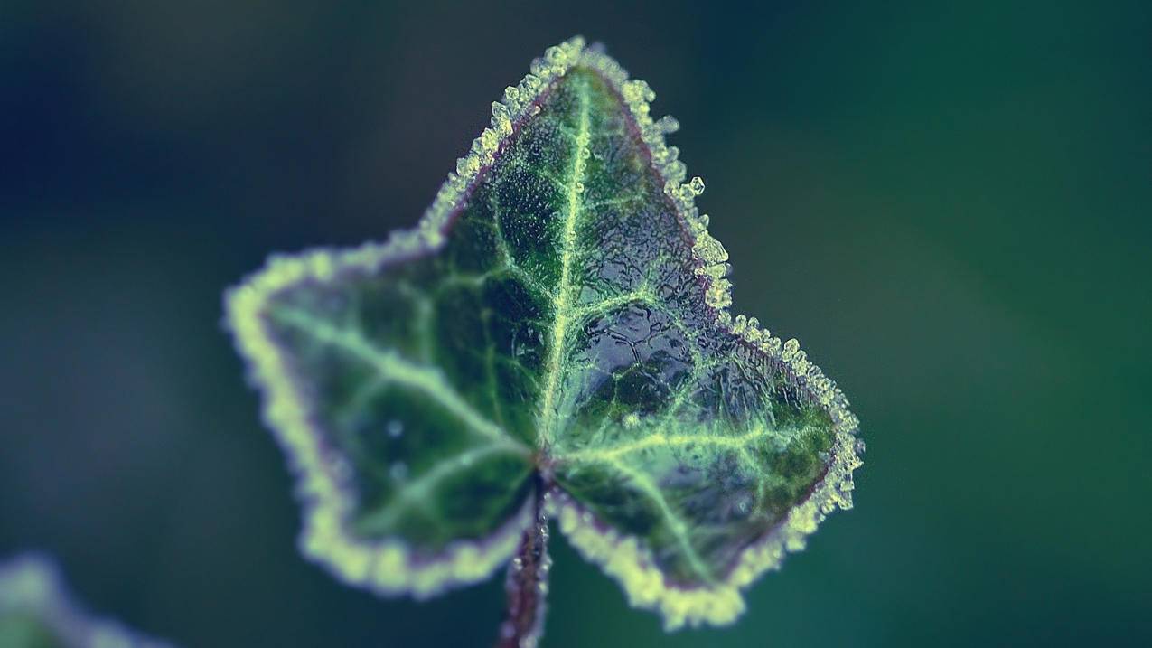 快手涨粉丝平台_南荷快手在线刷业务平台_在线刷快手赞
