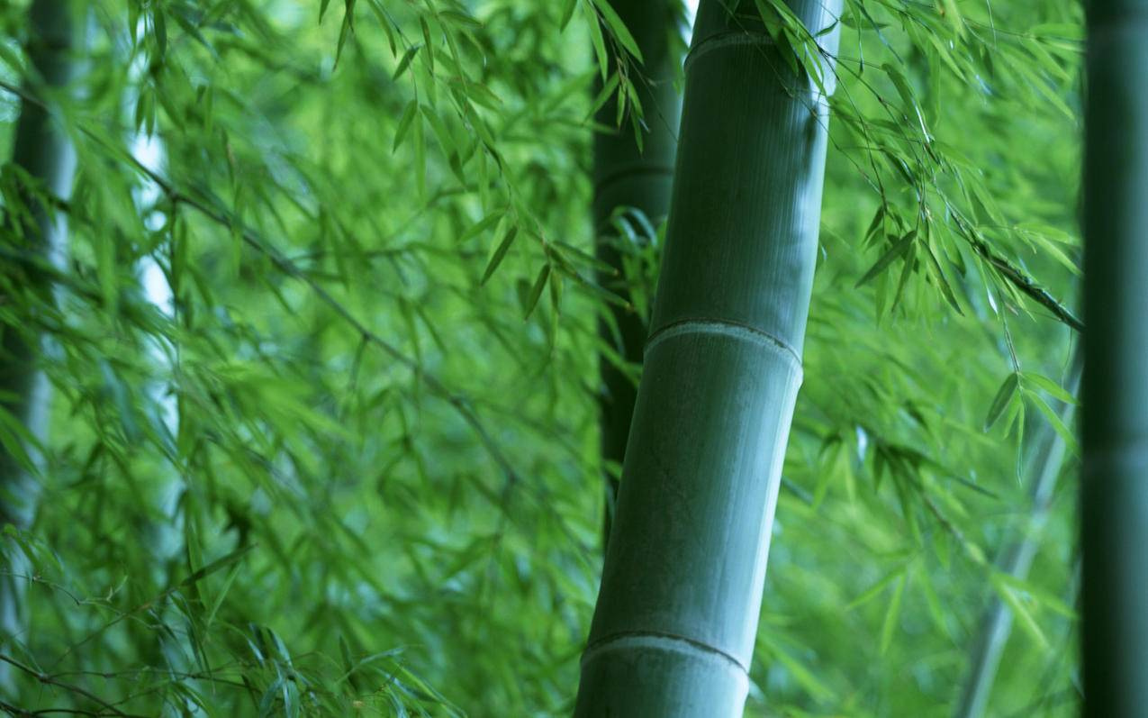 每天免费领取500 - 免费领名片赞100网站