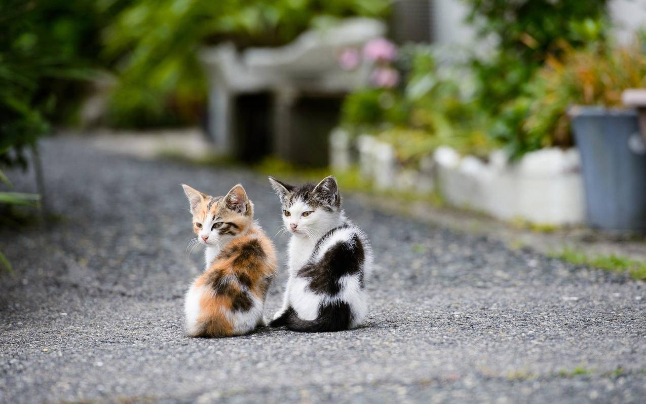 熊猫代刷网_快手24小时自助下单平台