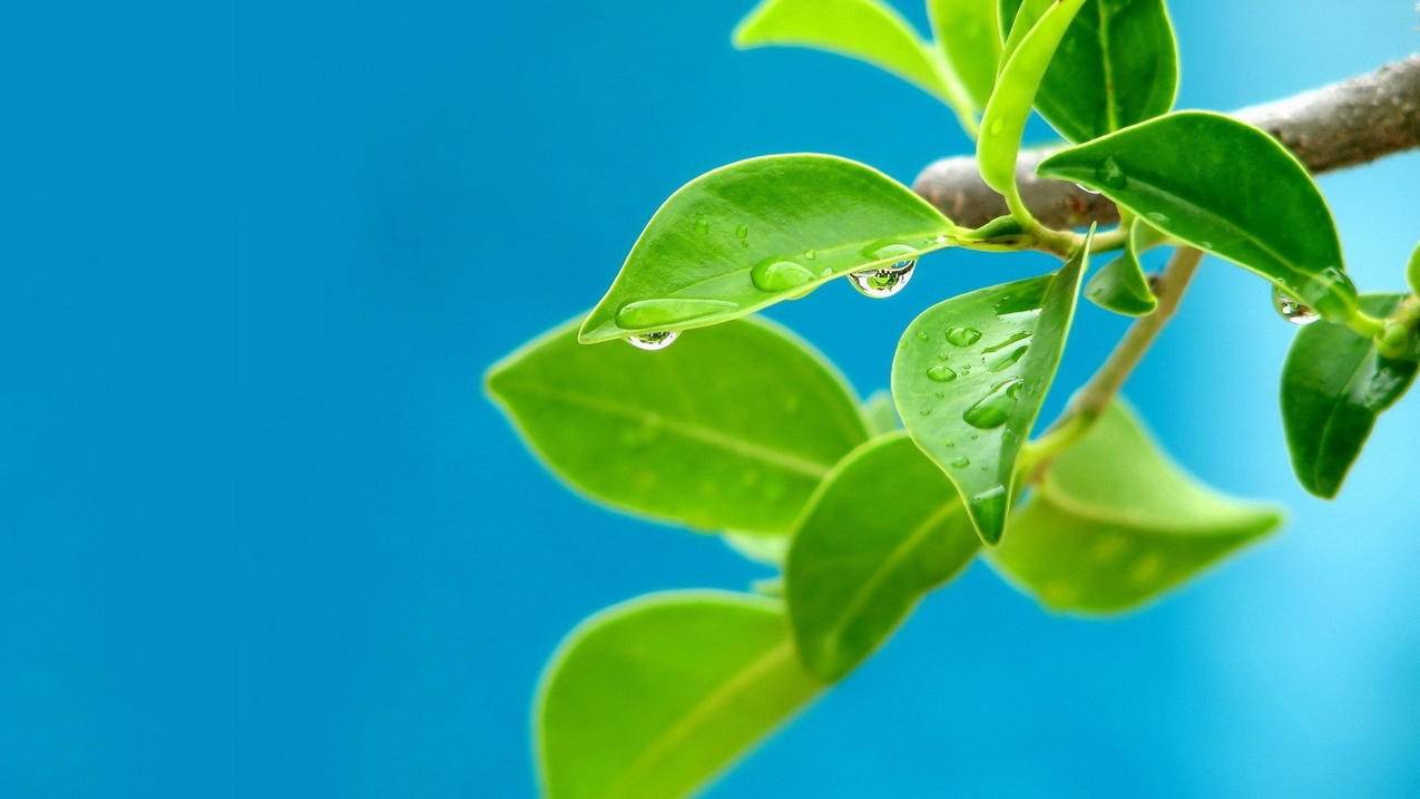 qq业务下单全网最便宜-免费刷赞网站,刷快手粉丝自助平台,王者荣耀人气自助平台