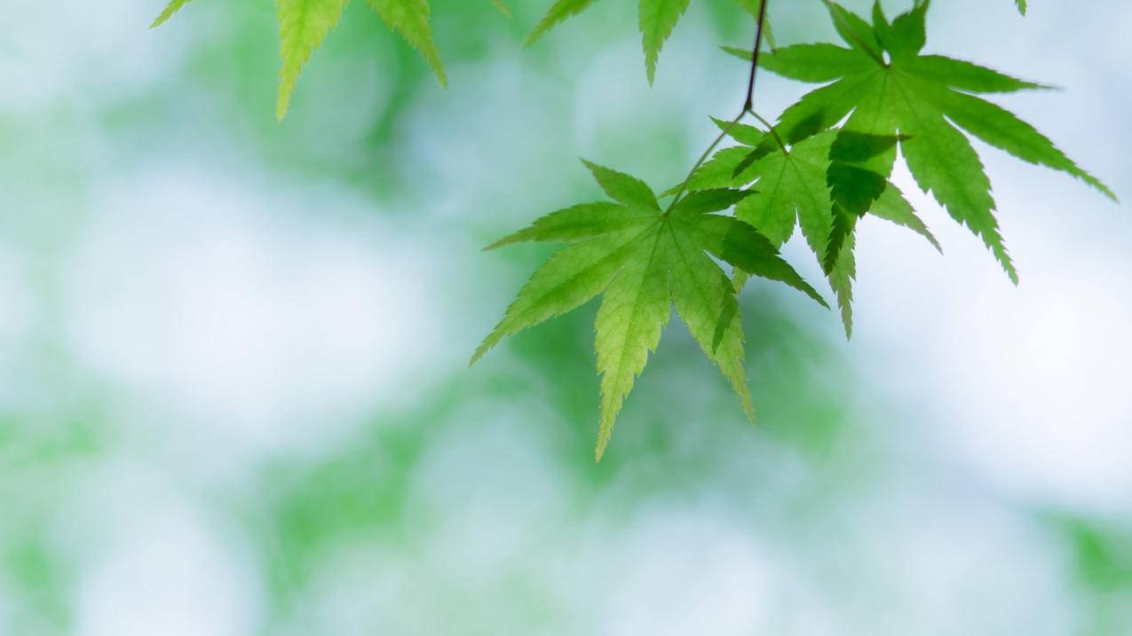 磊磊代网刷平台 - 快手网红代刷商城,全网最低价自助下单平台