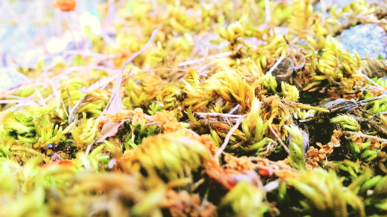 【免费抖音刷粉工具,抖音粉丝刷单】—抖音涨粉丝 | 快手刷热度网
