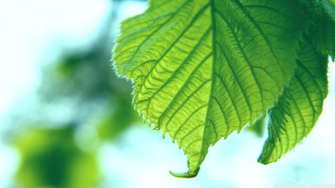 玩转卡盟官网 -说说真人赞自助下单平台，抖音快手刷热度赚钱是真的