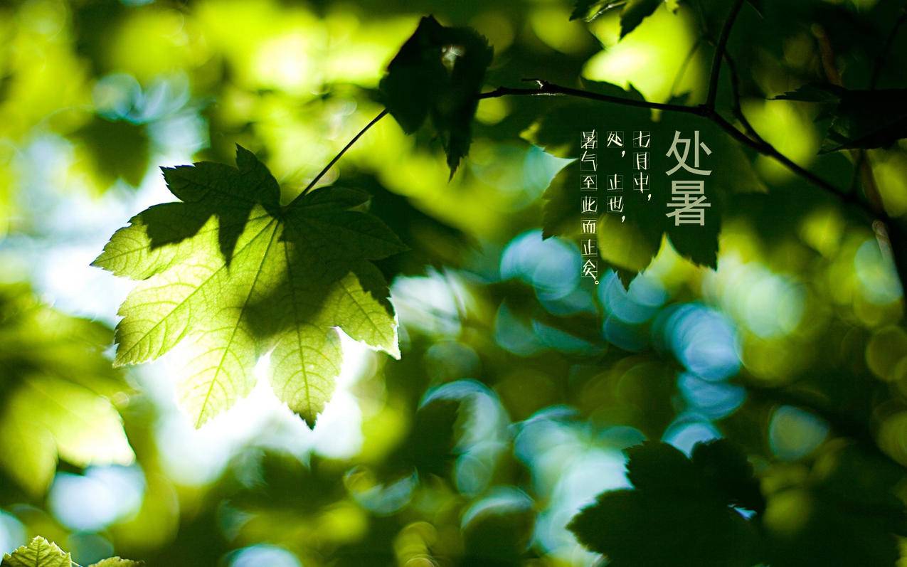 微博涨粉丝软件手机版