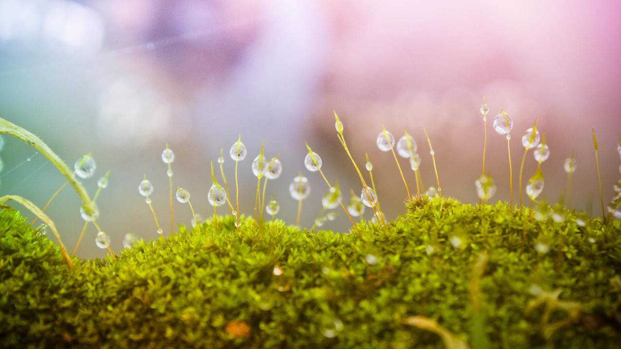 简单代刷网-qq空间
