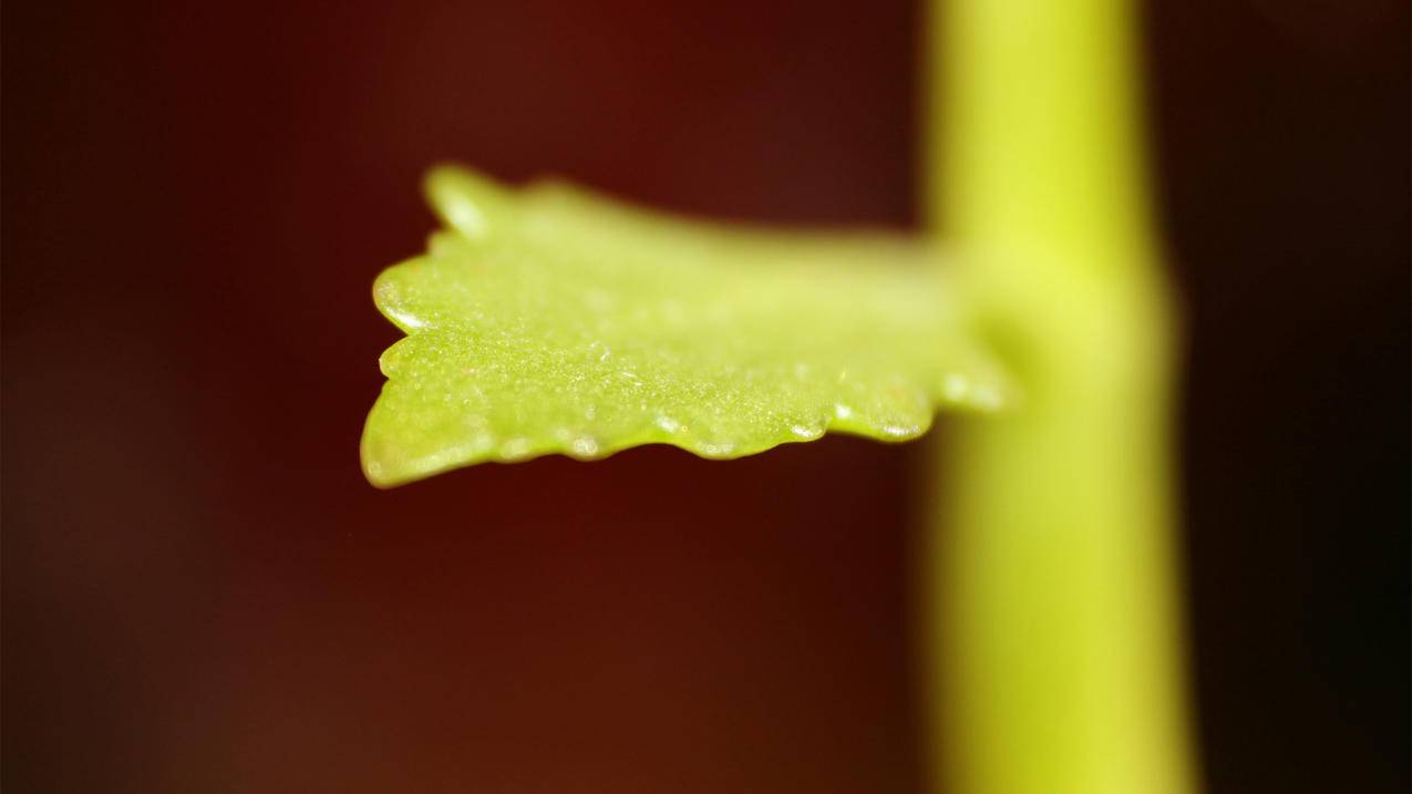 快手在线刷业务平台_快手在线秒刷双击微信支付,快手做任务软
