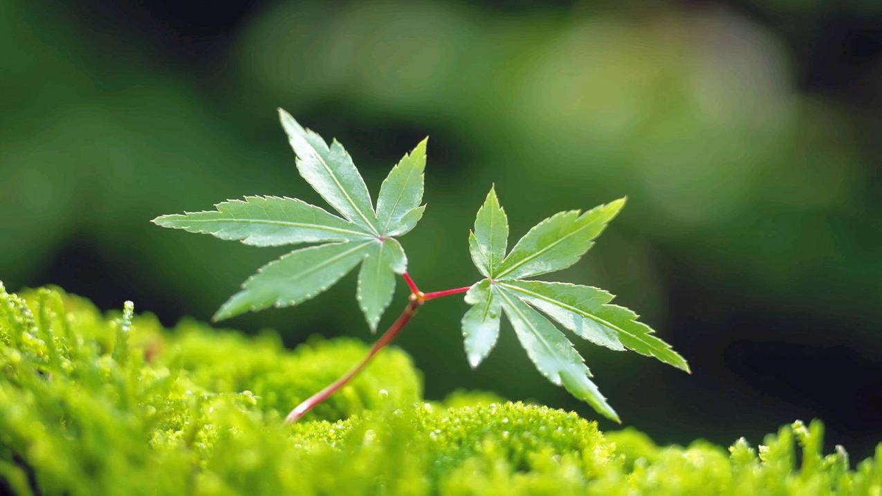 24小时快手自助下单网站_自助下单平台公众号