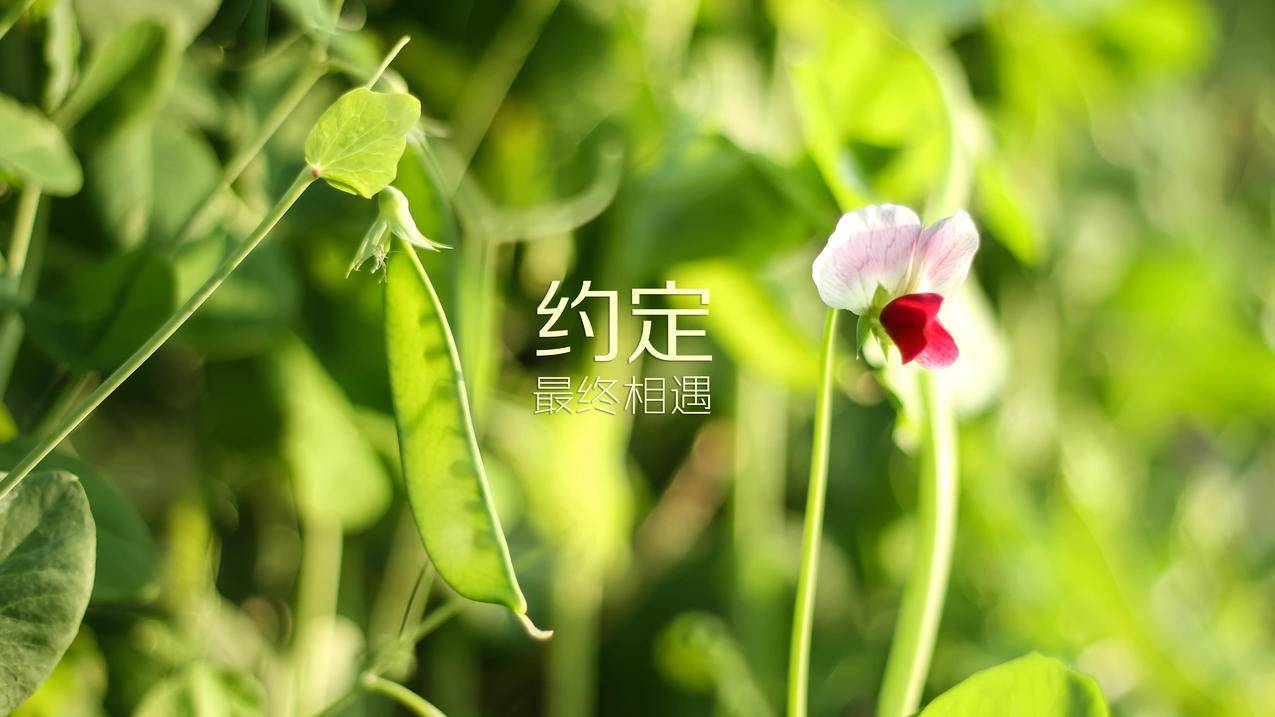 刷赞网站推广qq免费