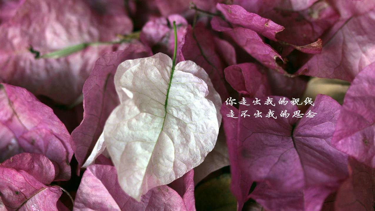刷快手赞平台全网+最低价啊 - 快手刷热度网站推广链接,刷赞网站推广永久